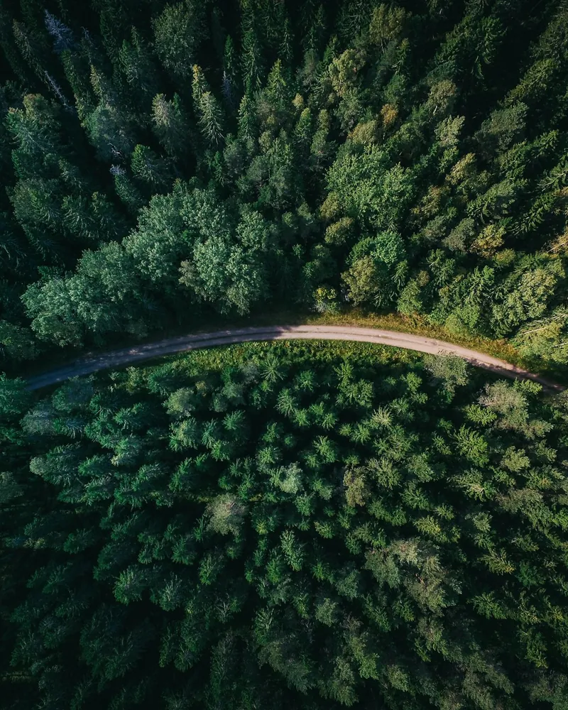 Estate road cut through plantation woodland
