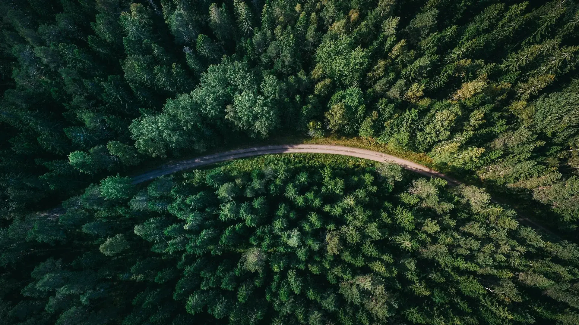 Estate road curving through dense plantation canopy