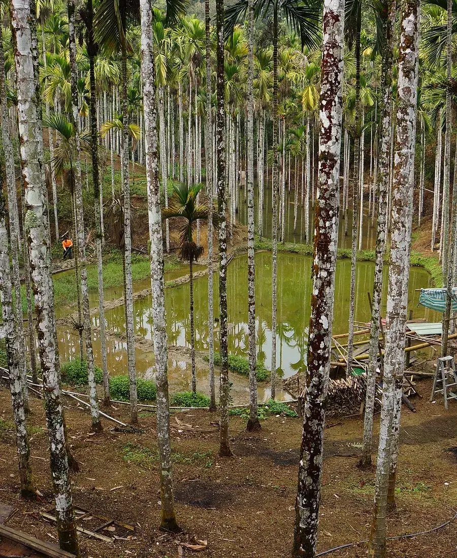 Areca rows in a managed plantation
