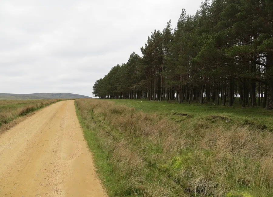 Estate road running along a planted boundary
