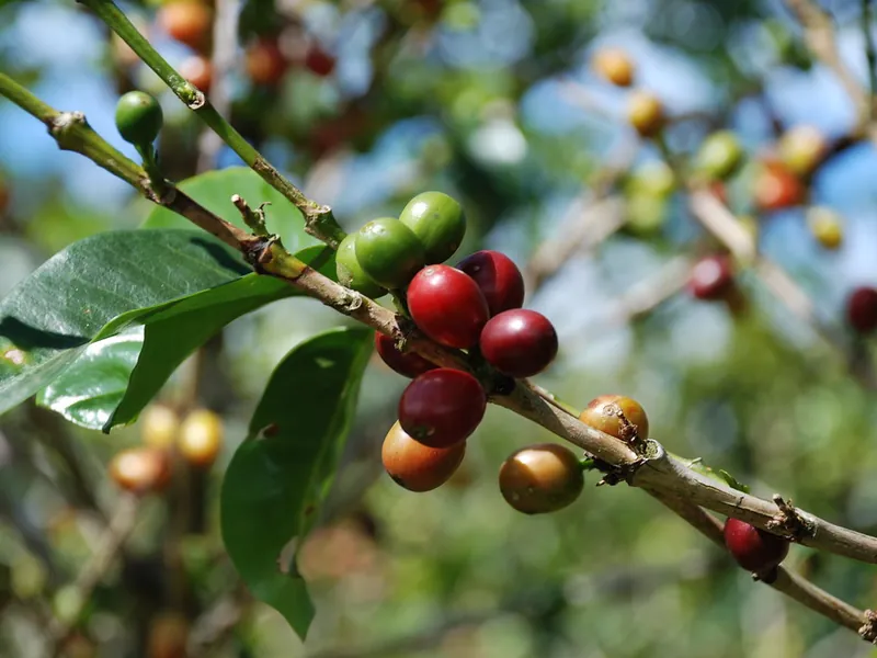 Ripening coffee cherries on the branch