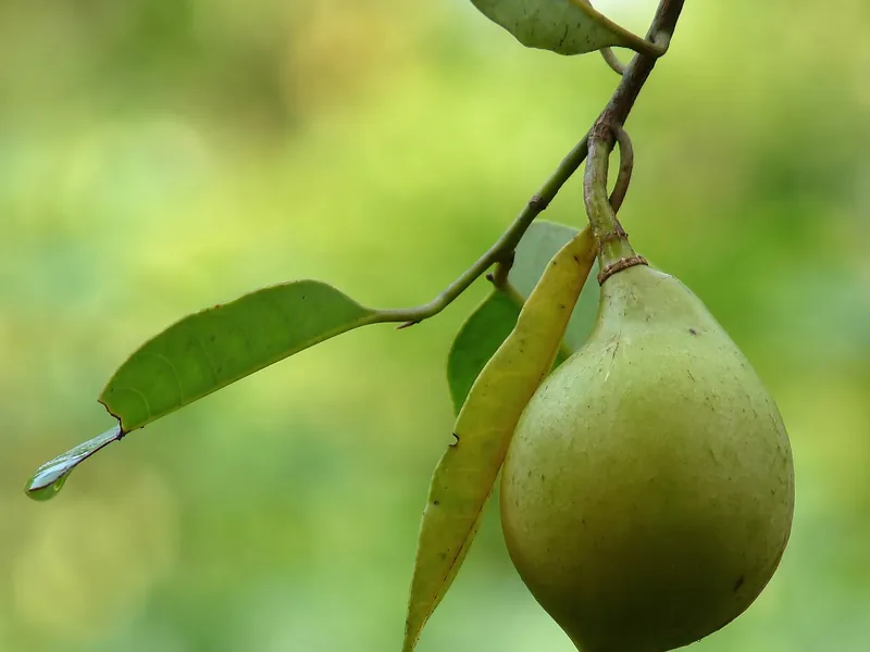 Nutmeg fruit ripening on the tree