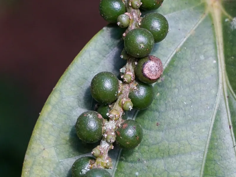 Green peppercorn spikes on the vine