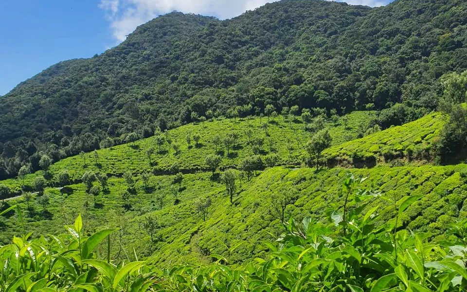Tea slopes rising to the ridge — Organic Tea Estate, The Nilgiris