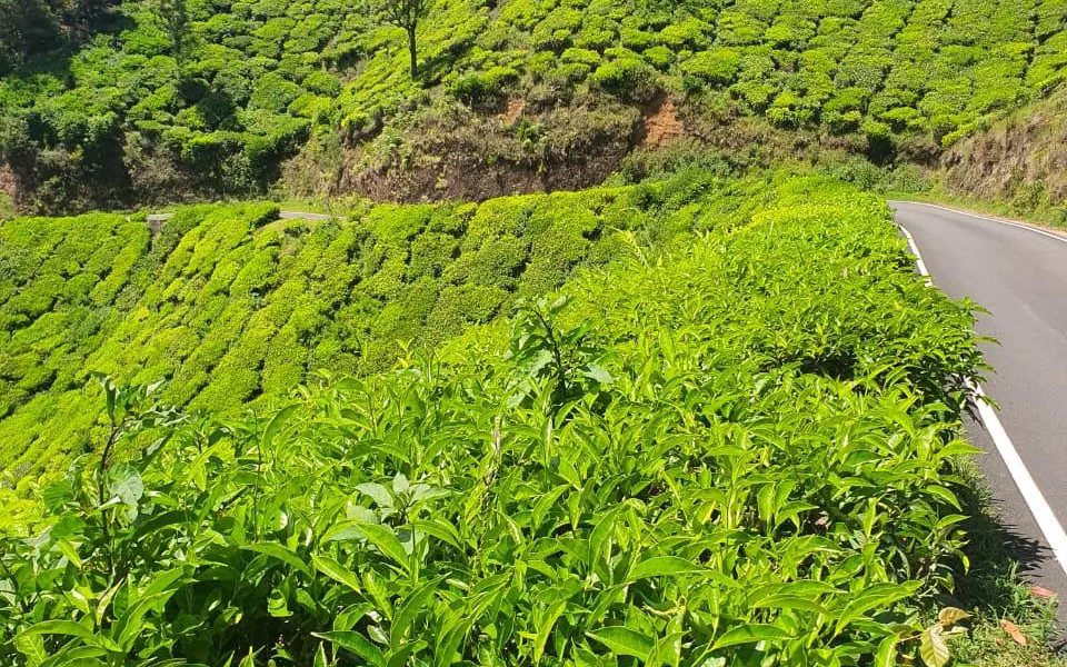 Estate road through planted tea — Organic Tea Estate, The Nilgiris